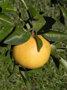 vivaio Ort Antigh specializzato in agrumi e ortaggi.