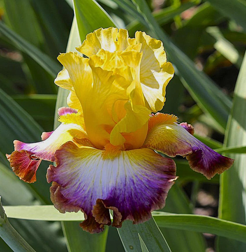 Iris 'Rainbow high'