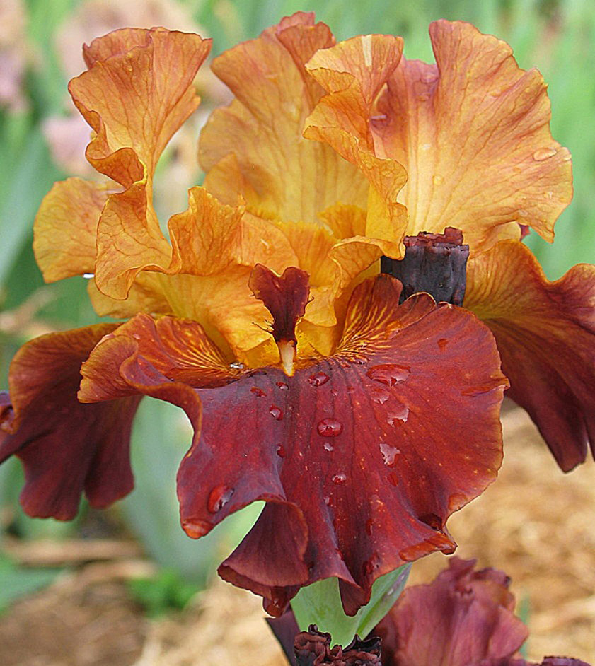 Iris 'Solar fire'