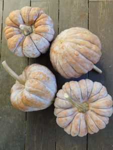 Vivaio Pflanz Gutes a Merano, specializzato in ortaggi, erbe aromatiche e fiori.