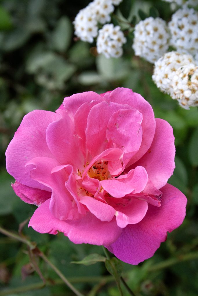 Rosa 'Vanity'