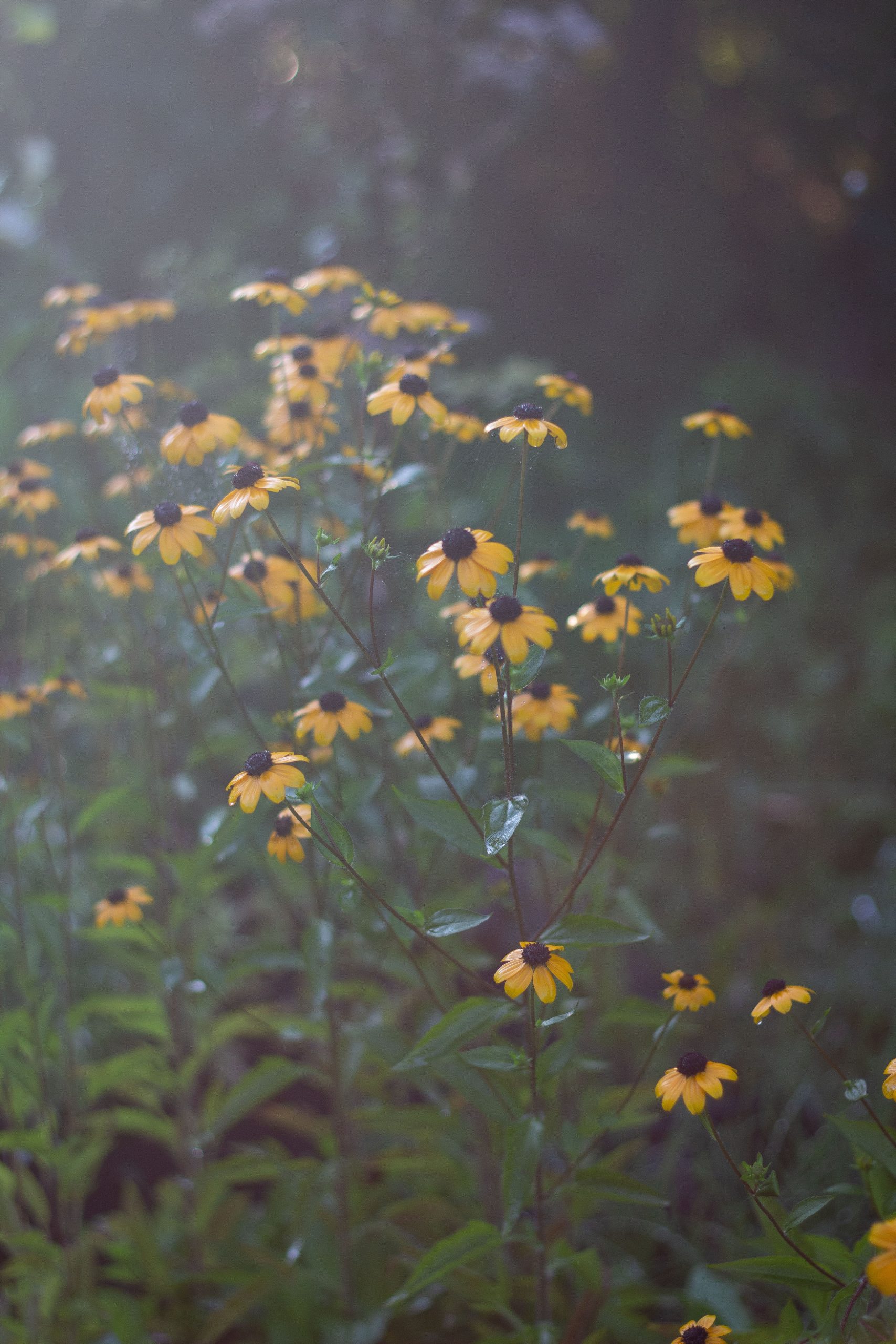 Rudbeckia triloba