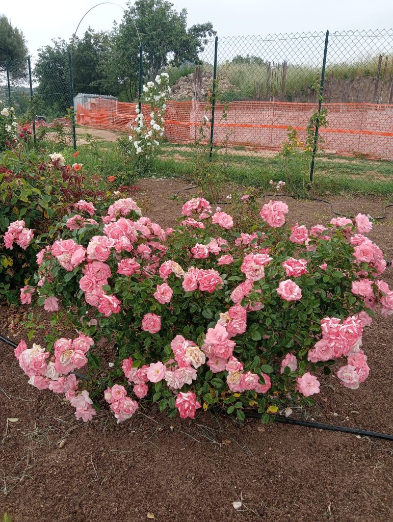 Rosa 'Salmon'