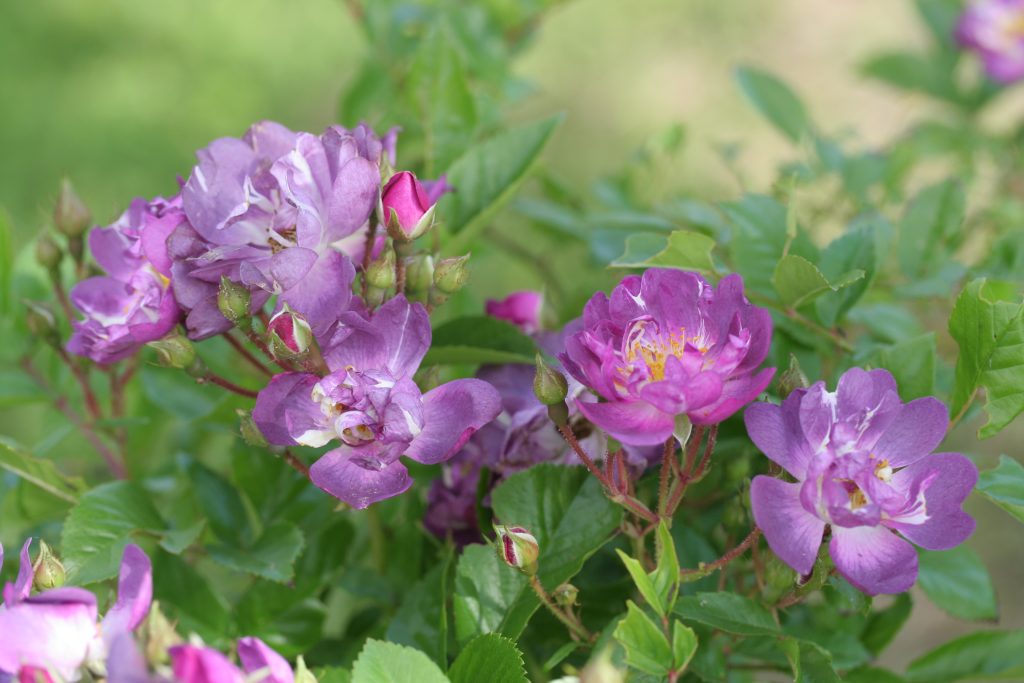 Rosa 'Veilchenblau'