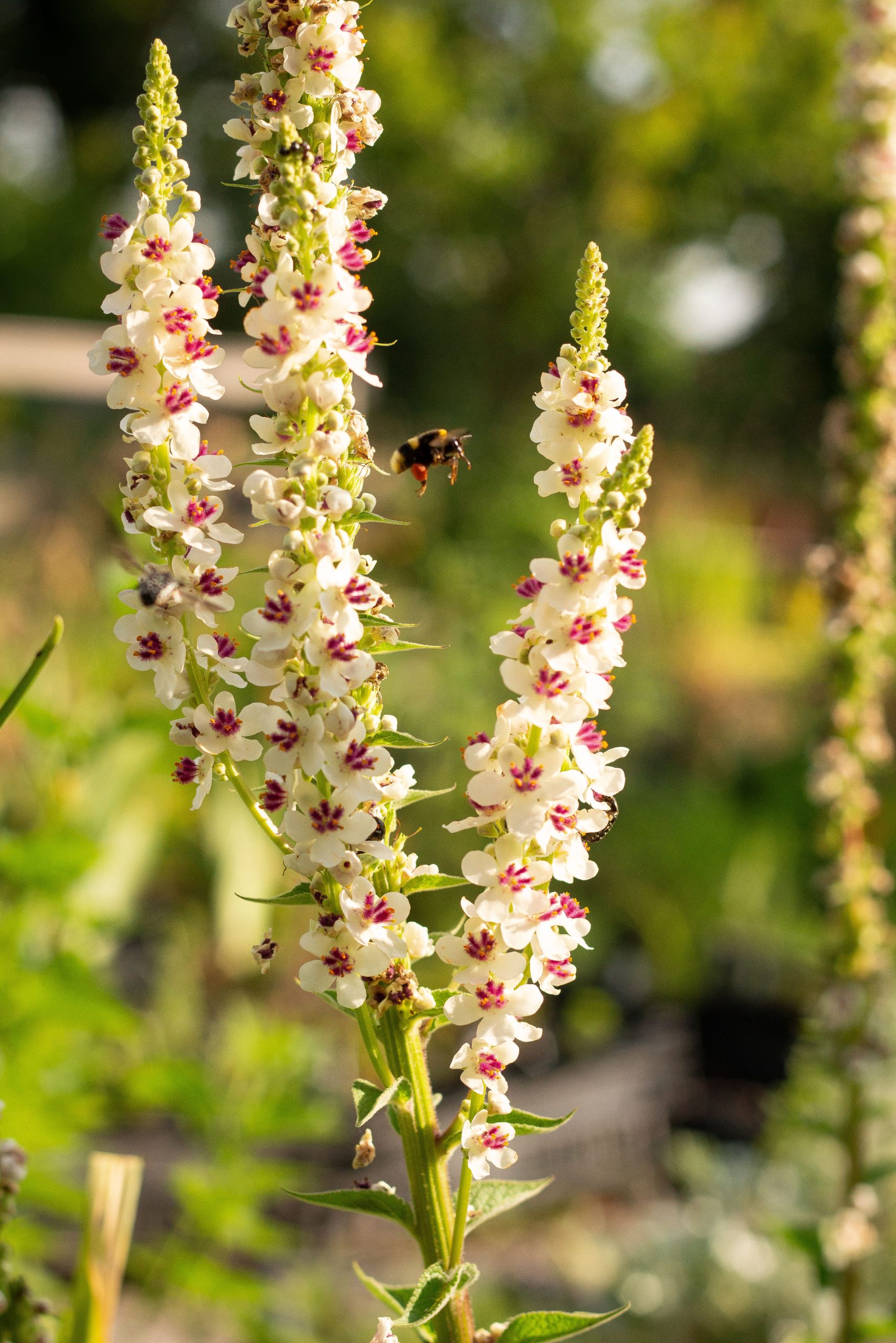 Verbascum nigrum 'Album'