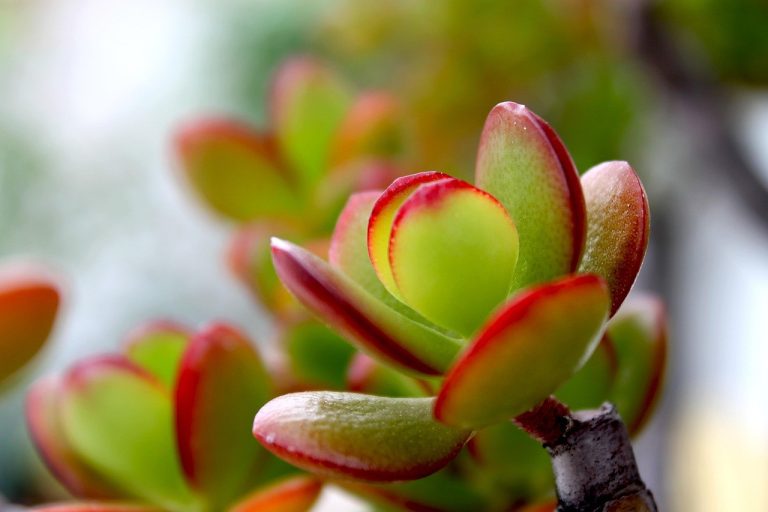 crassula ovata