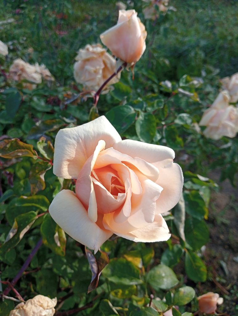 Rosa 'Fake Pearl'