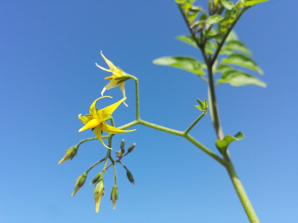 Infiorescenze di Solanum lycopersicum pomodoro