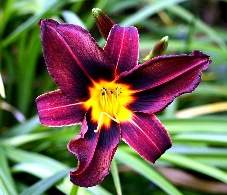 Hemerocallis con occhio
