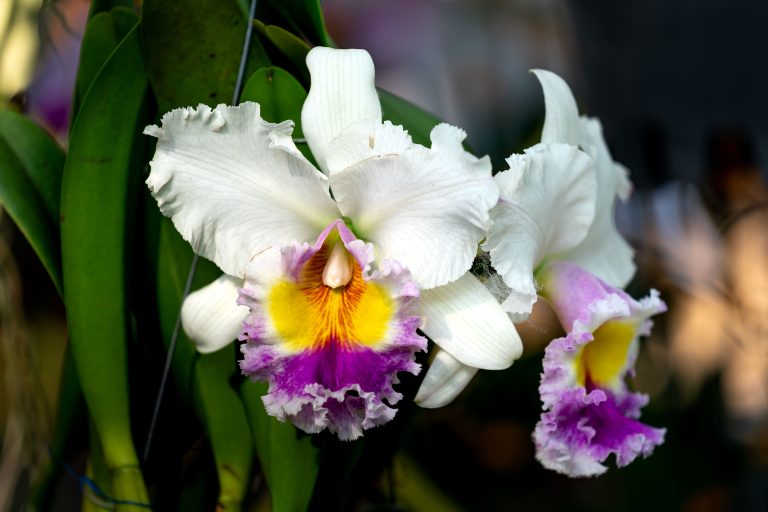 Cattleya bianca e viola