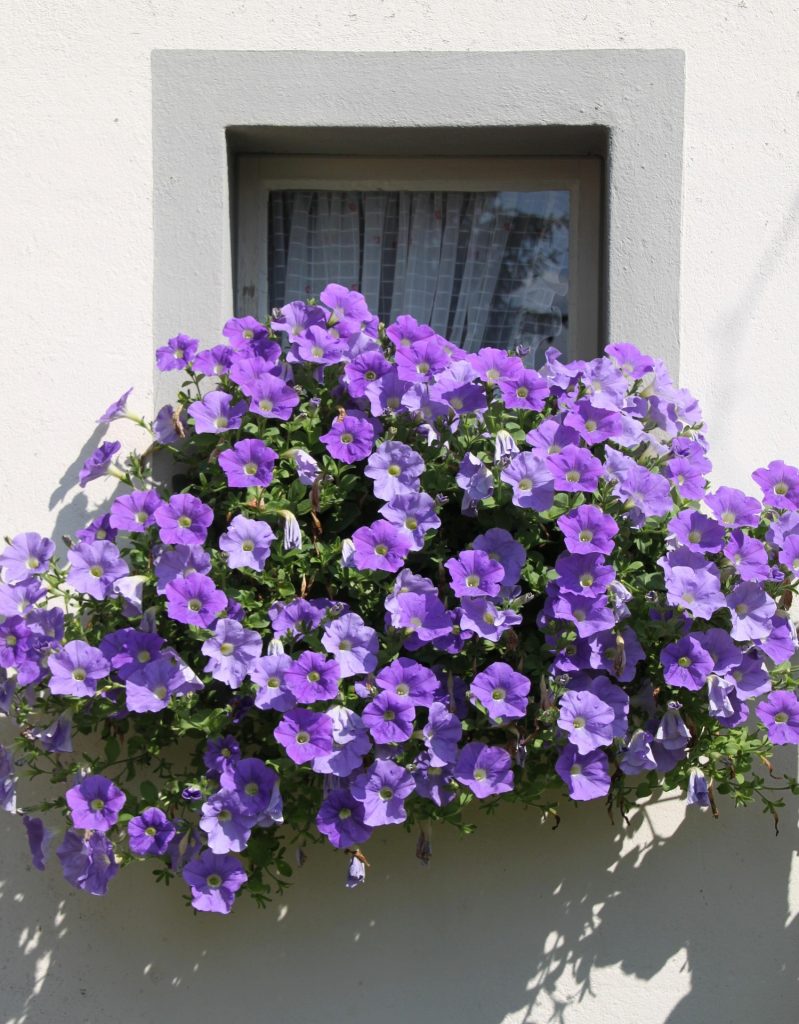 fiori di petunia viola