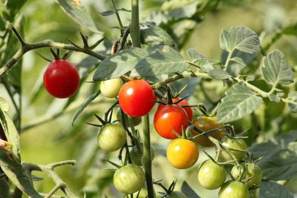 pomodori a diversi gradi di maturazione nell'orto