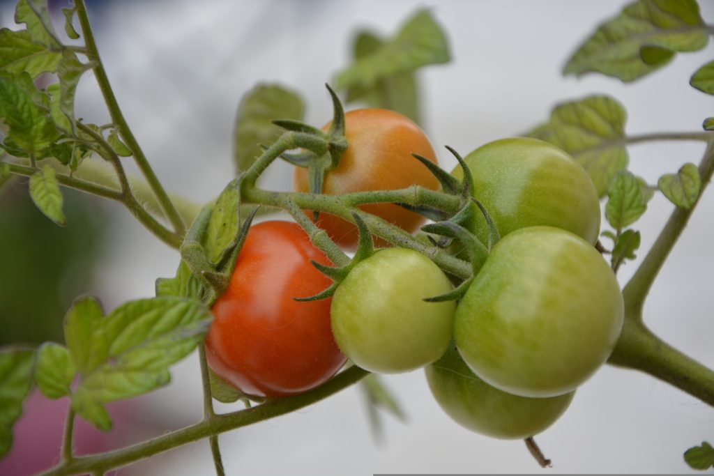 Pomodoro ciliegino
