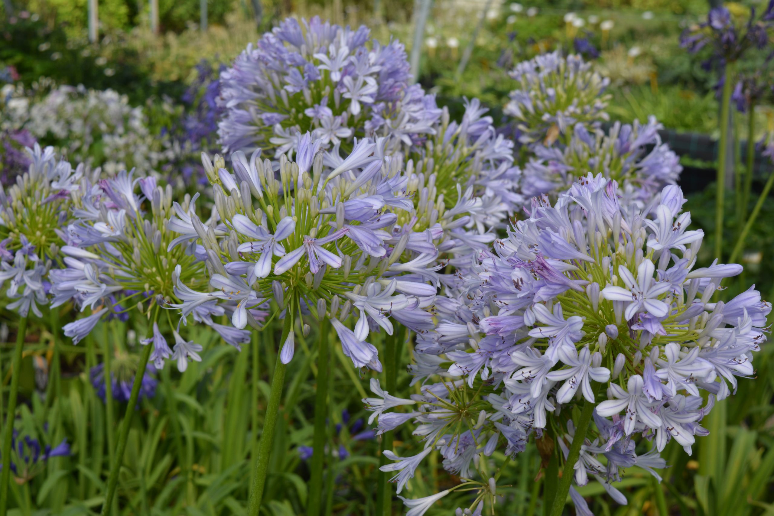 Agapanthus africanus 'Blue Infinity'