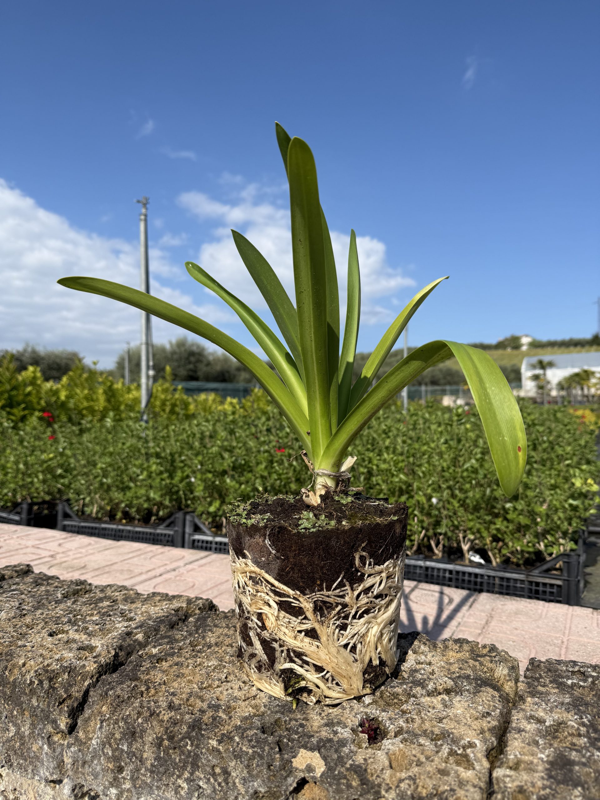 Agapanthus africanus