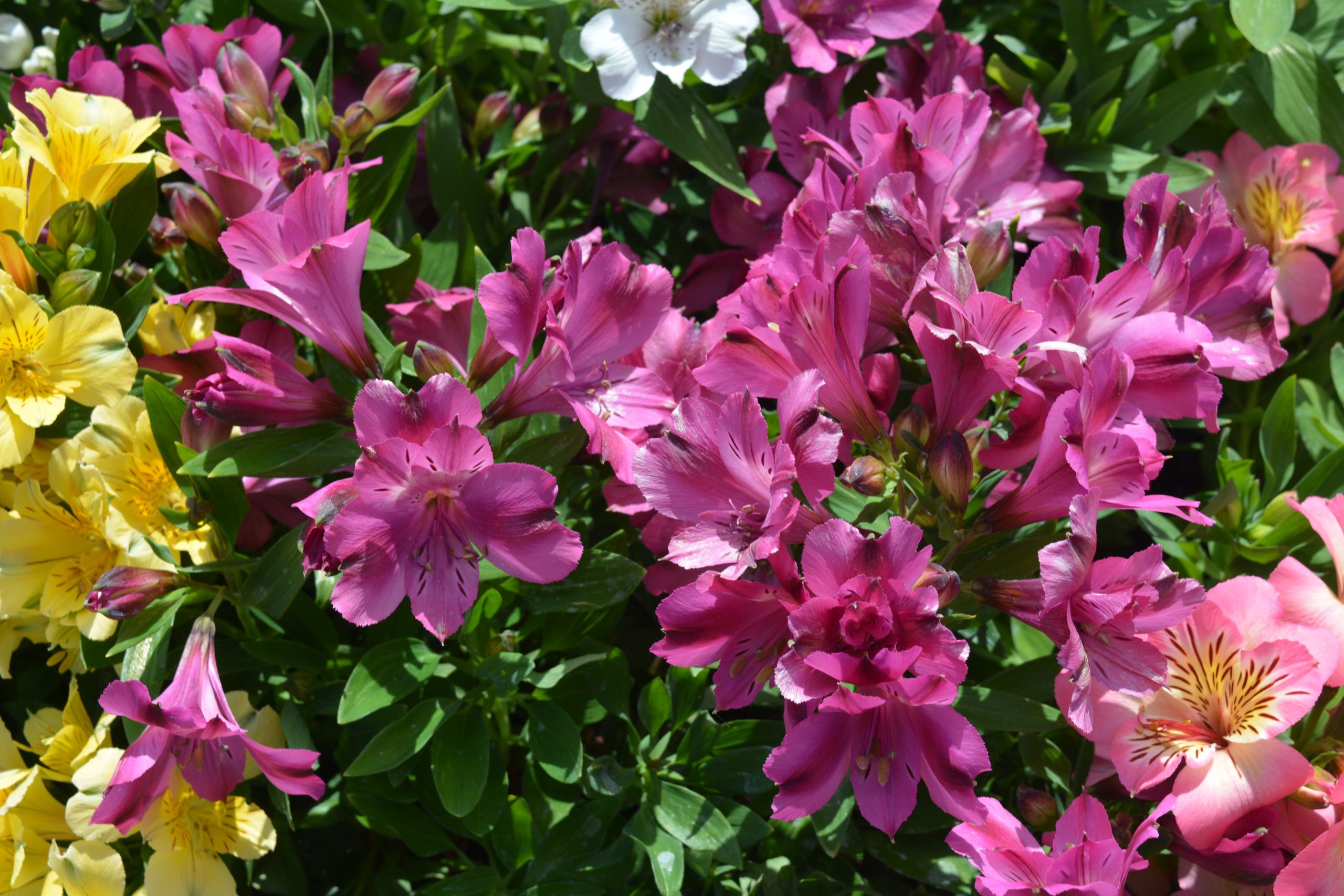 Alstroemeria 'Inticancha Machu'
