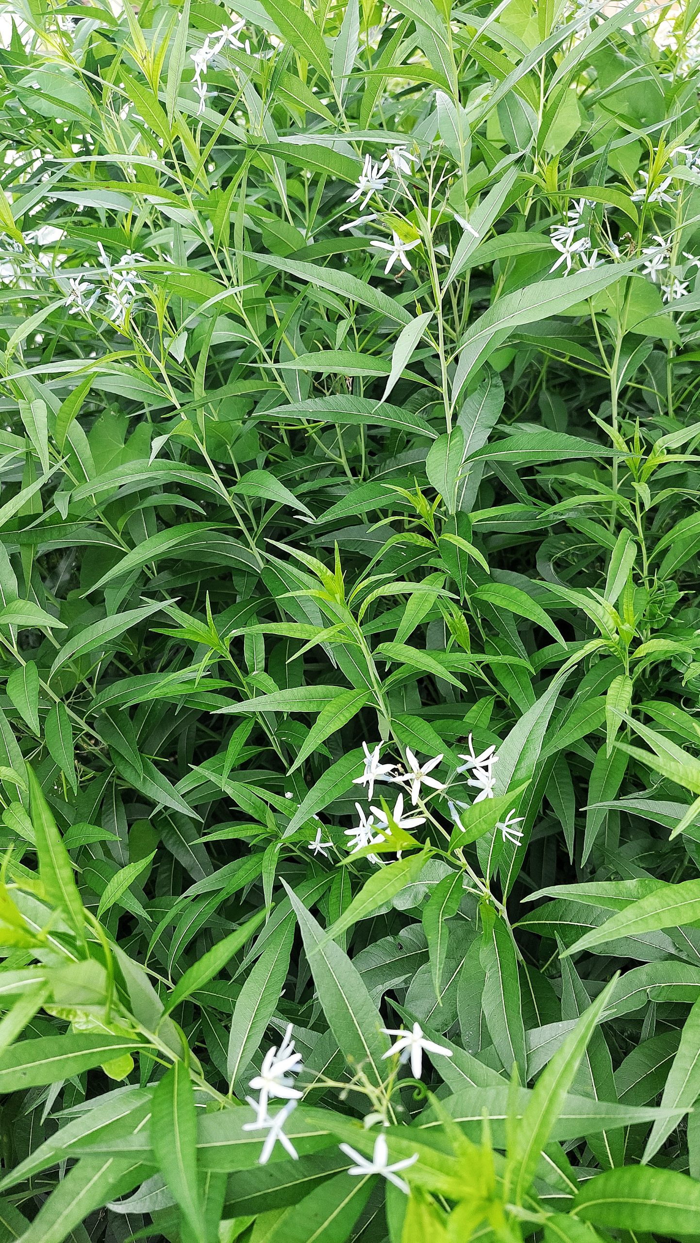 Amsonia tabernaemontana var. salicifolia