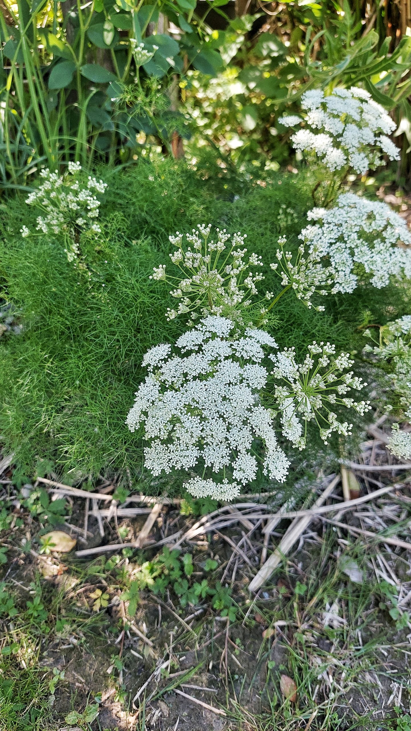 Atamantha turbith