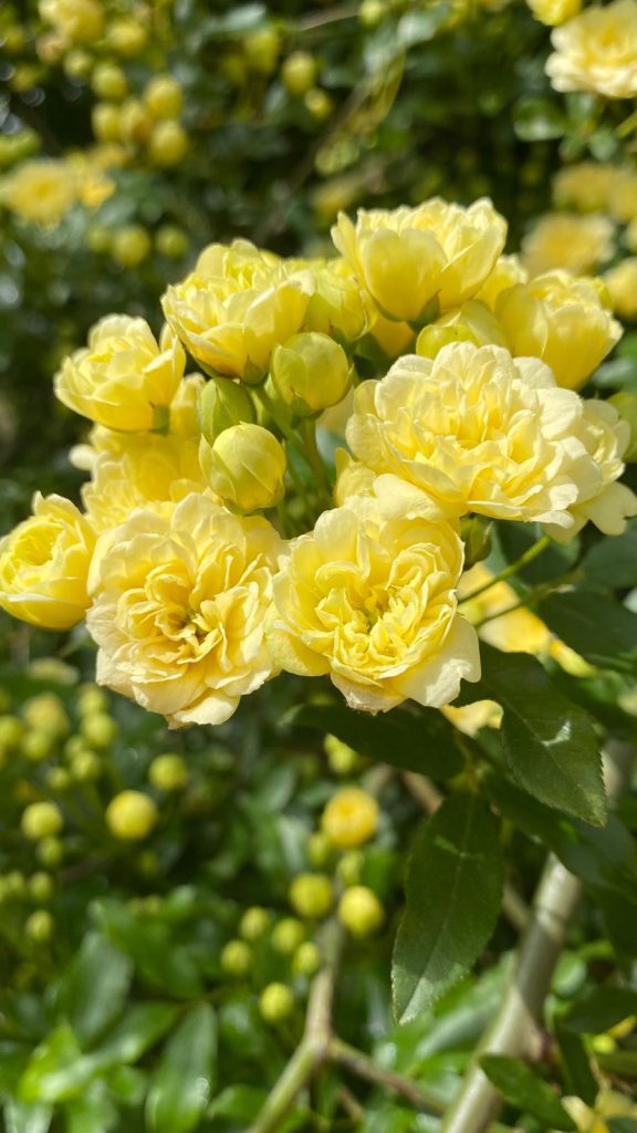 Rosa banksiae 'Lutea'