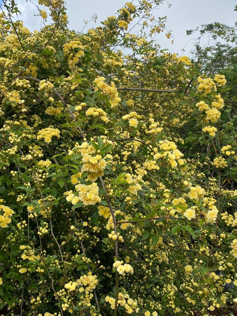 Rosa banksiae 'Lutea'