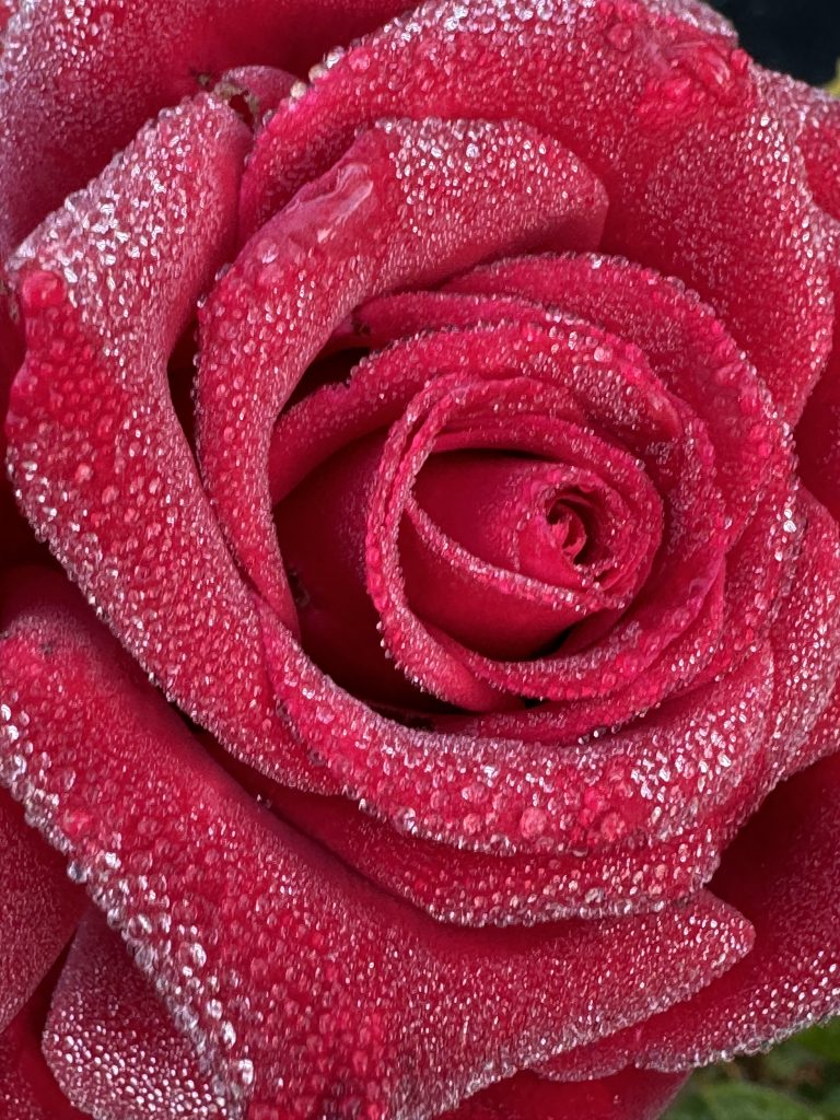 Rosa 'Black Magic'
