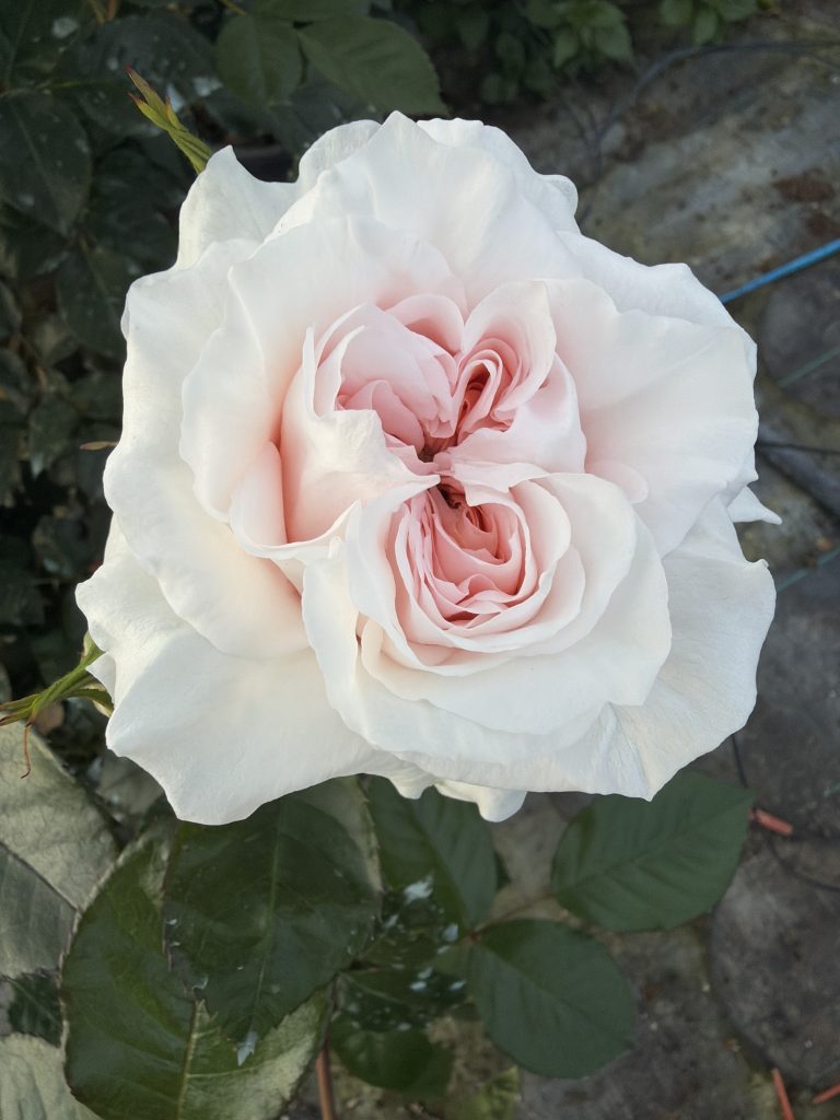Rosa 'Catherine Frot'