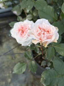 Rosa 'Catherine Frot'