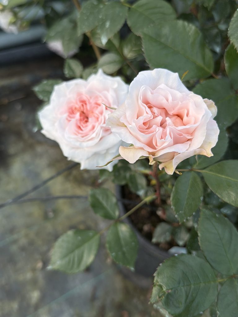 Rosa 'Catherine Frot'