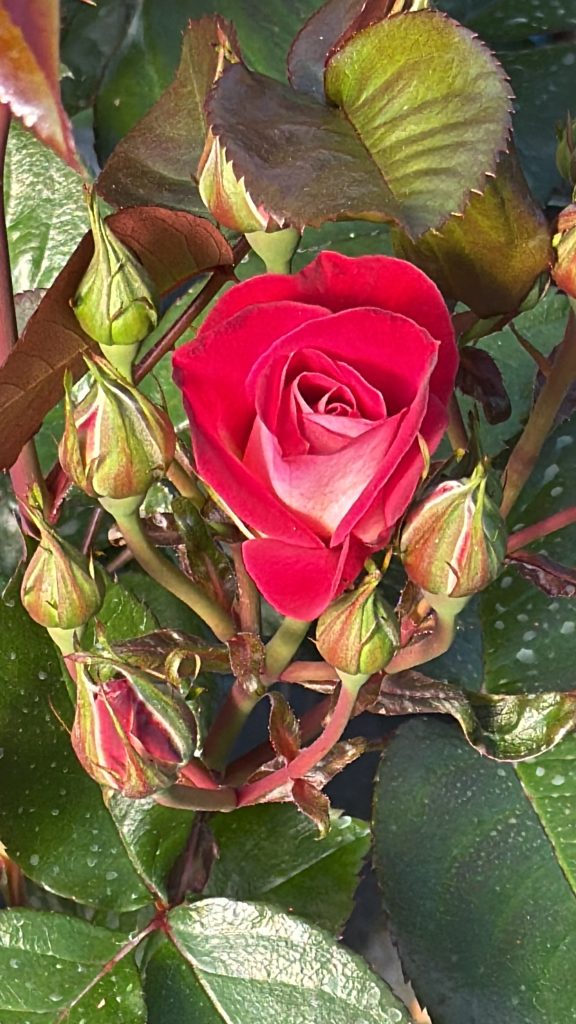Rosa 'Chalon en Bourgogne'