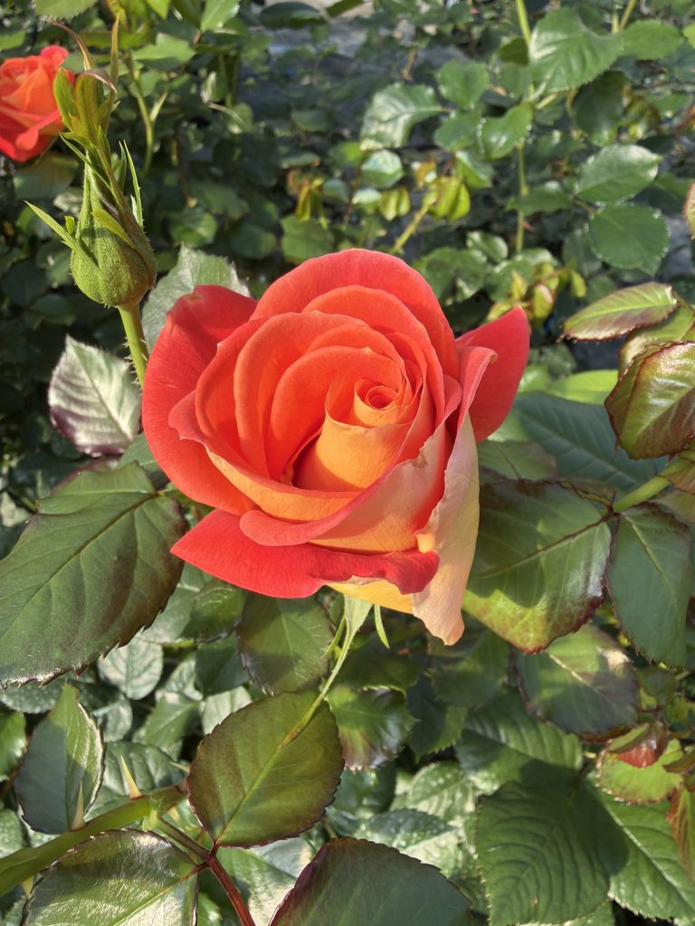 Rosa 'Coragold'