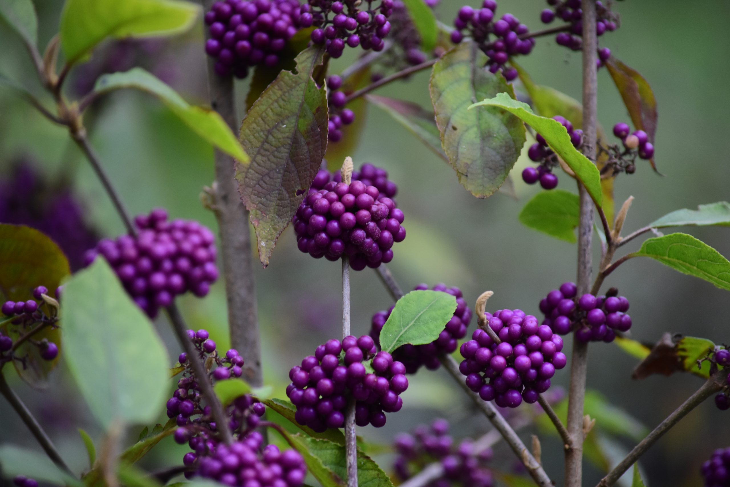 Callicarpa bodinieri 'Autumn Glory'