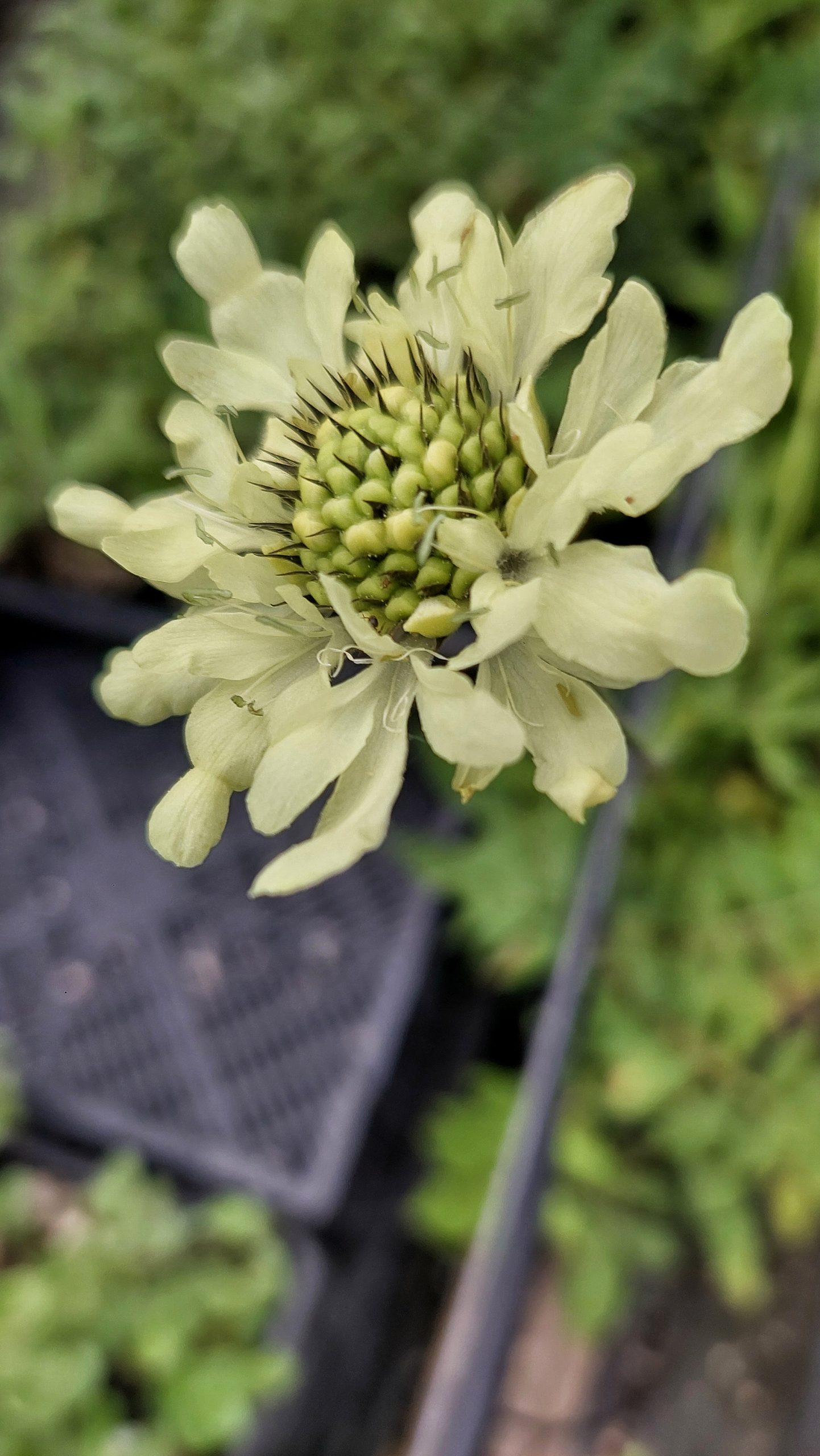 Cephalaria gigantea
