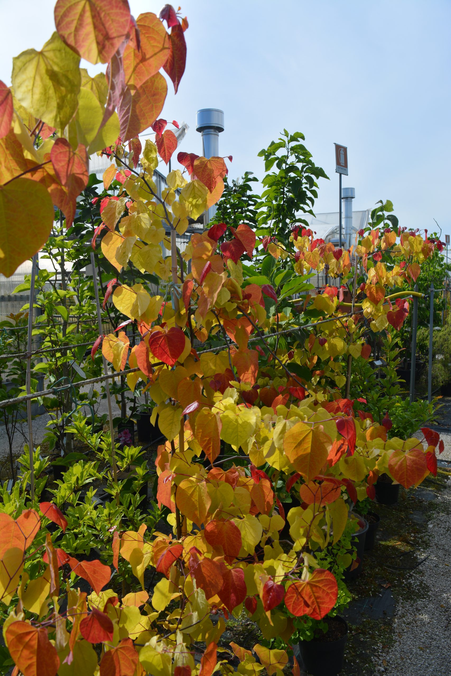 Cercis canadensis 'Eternal Flame'