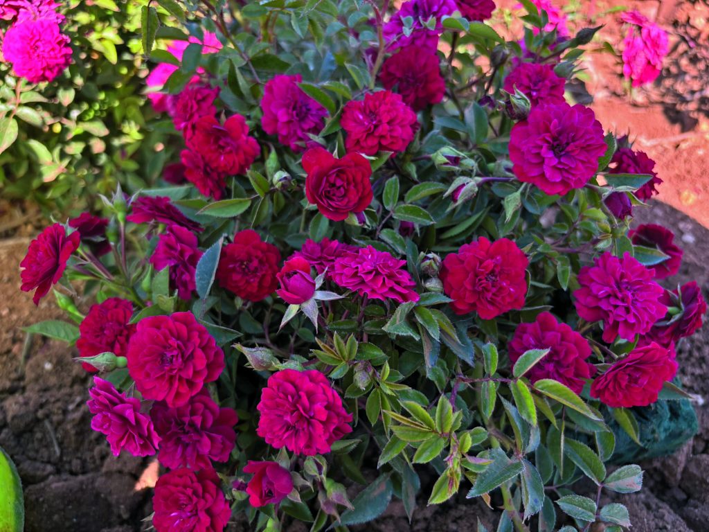 Rosa 'Ciliegina'