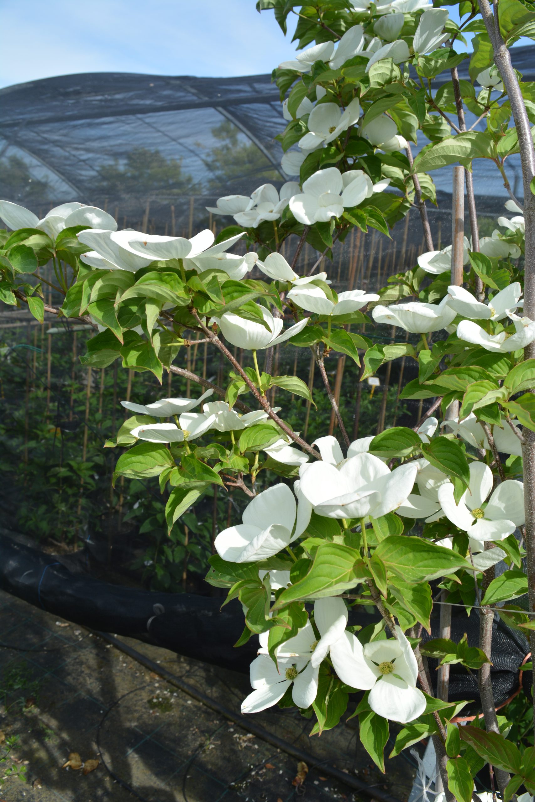 Cornus kousa x nuttallii 'Venus'