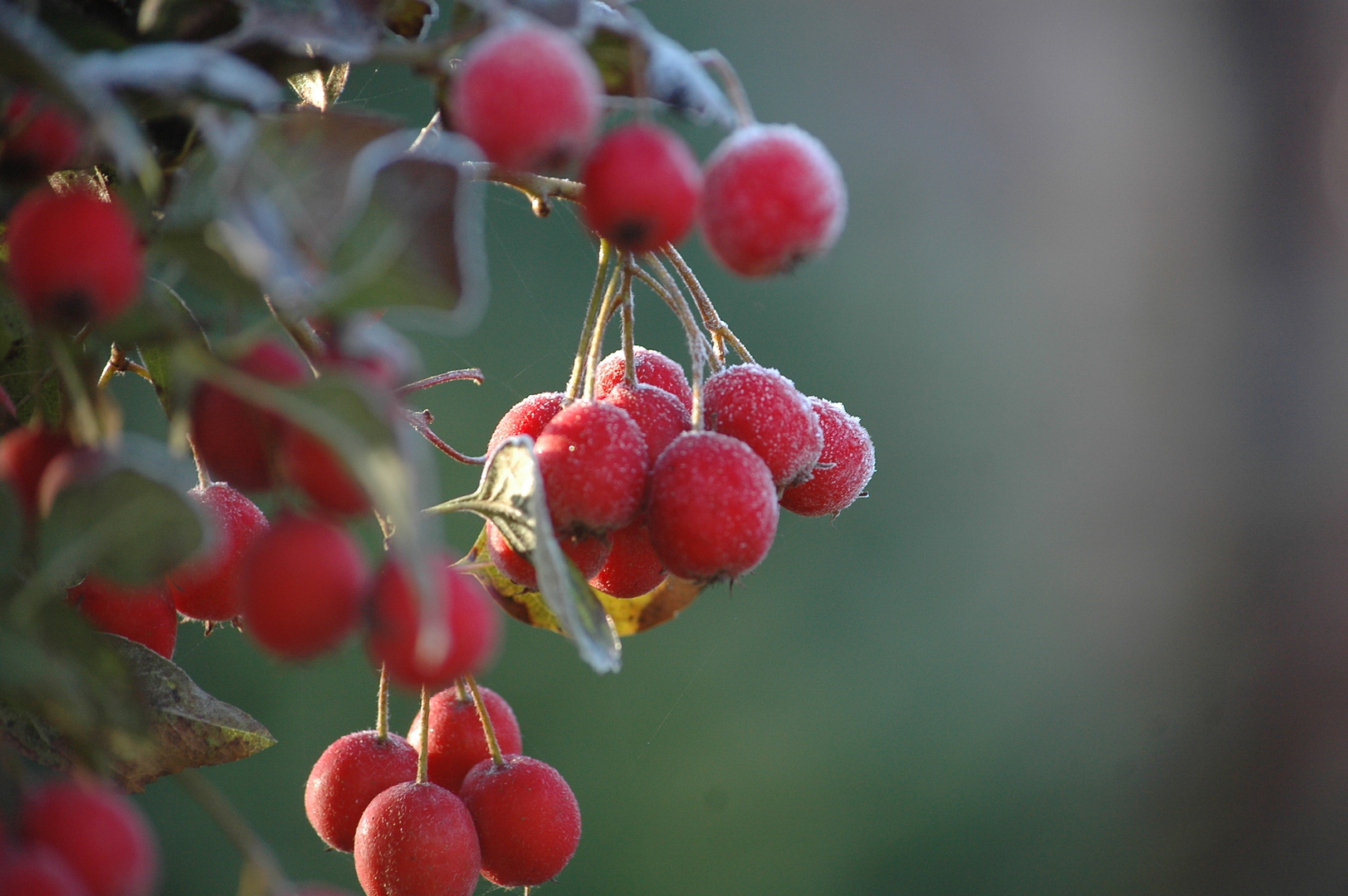 Crataegus x grignonensis