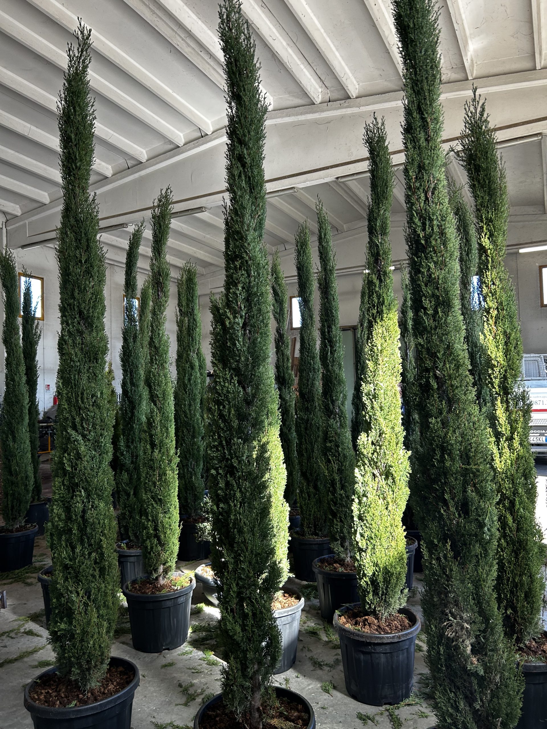 Cupressus sempervirens Totem Pole