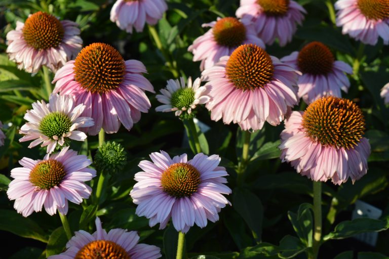 Echinacea purpurea 'Sunseekers Blush'
