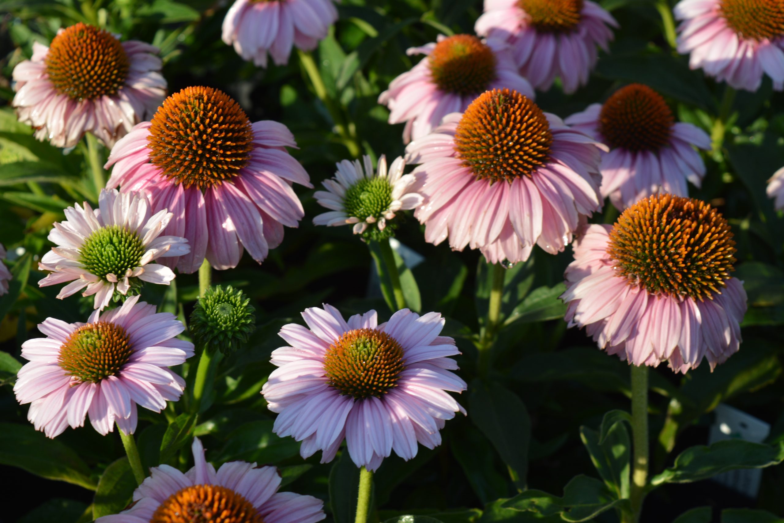 Echinacea purpurea 'Sunseekers Blush'
