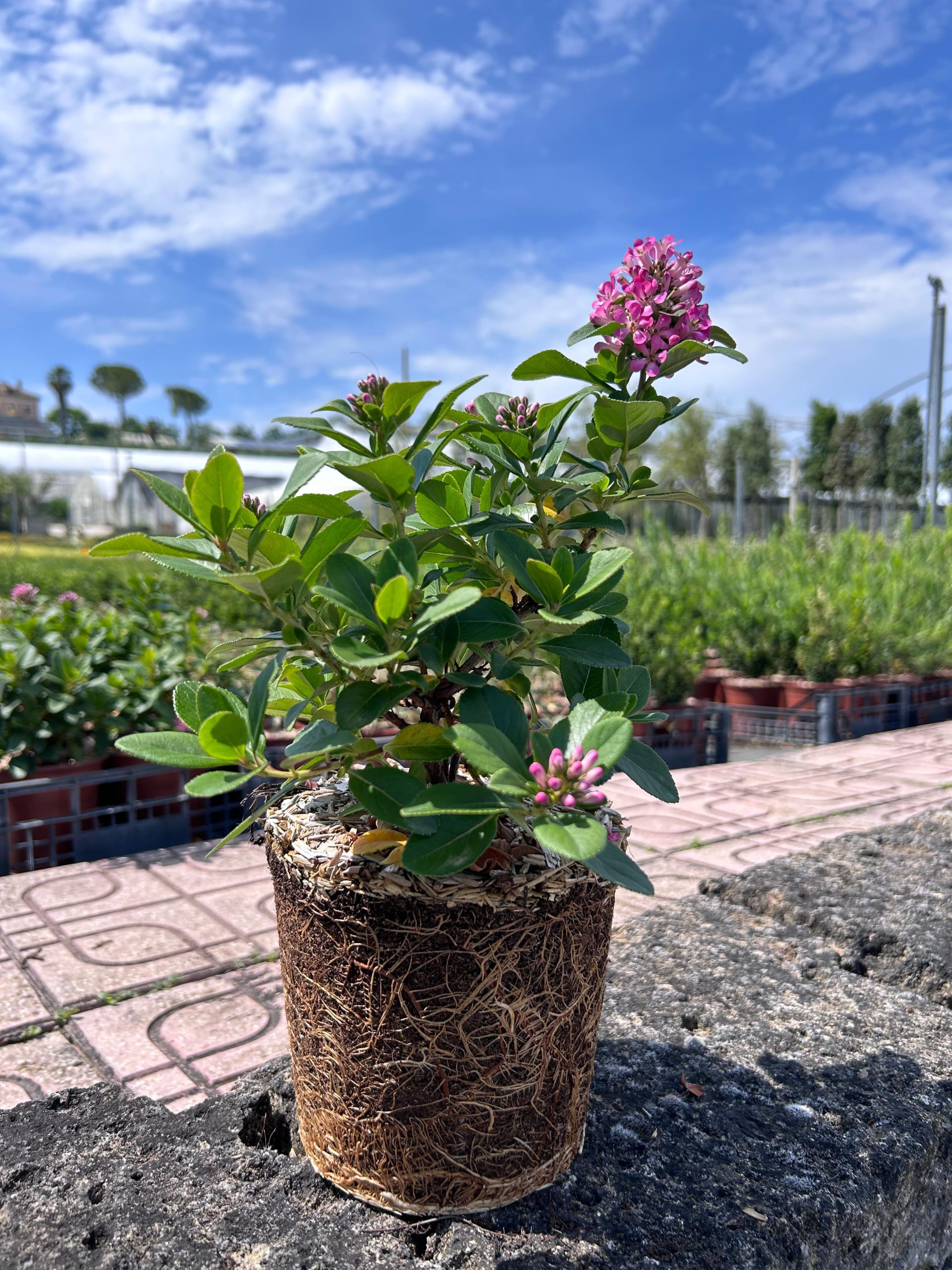 Escallonia laevis 'Pink Elle' (R)