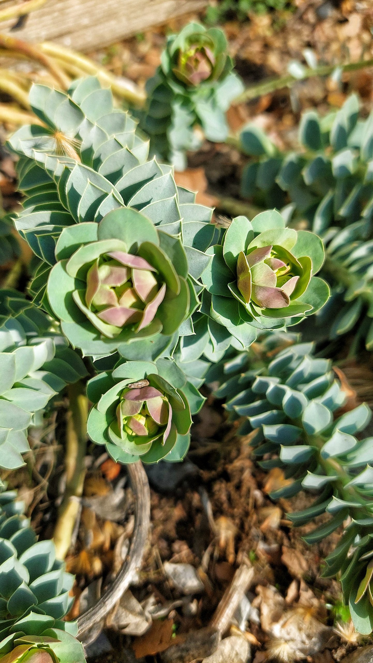Euphorbia myrsinites
