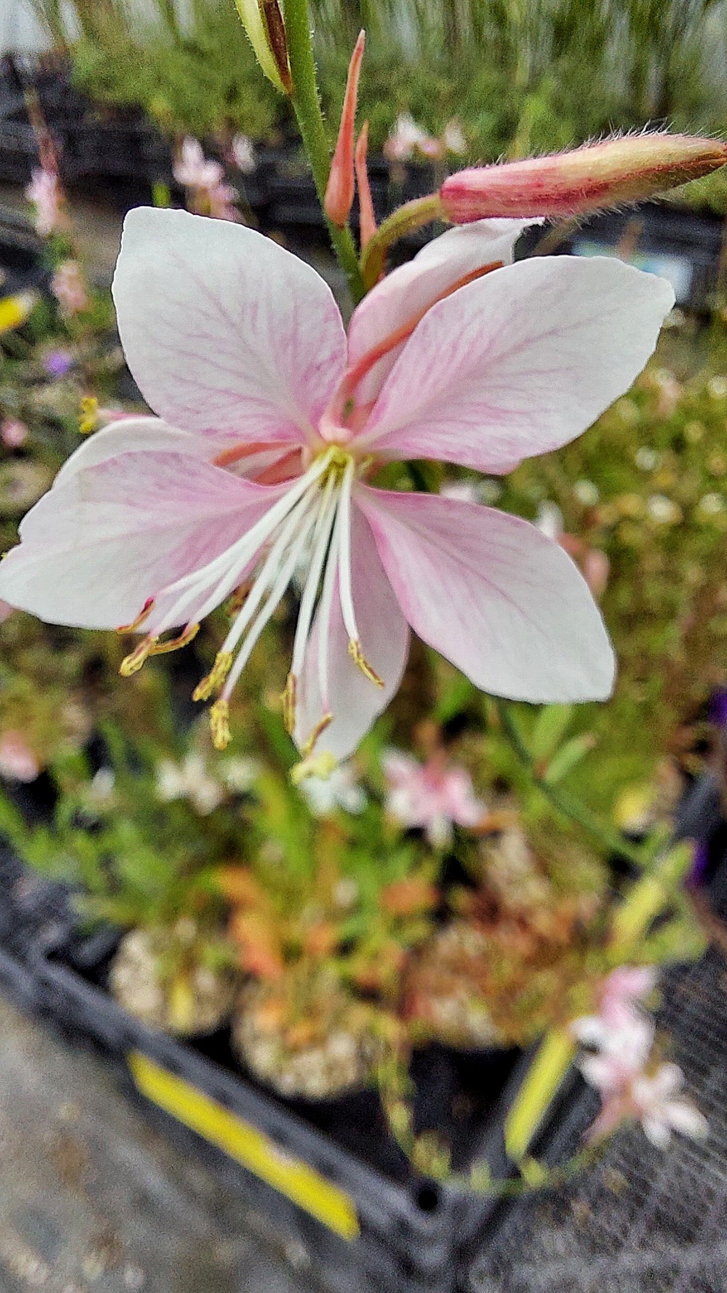 Gaura 'Emmeline Pink Bouquet'