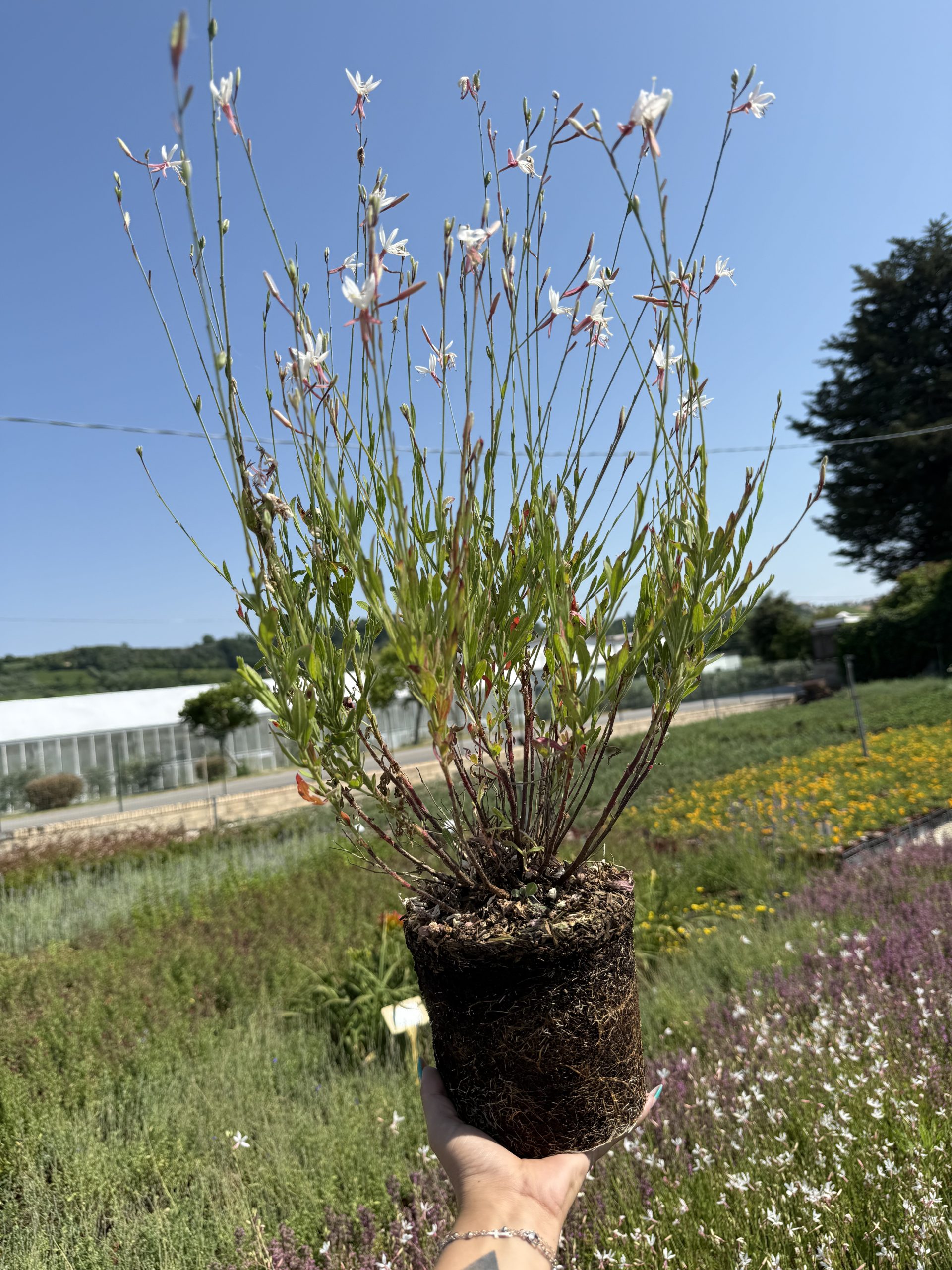 Gaura lindheimeri Whirling Butterflies