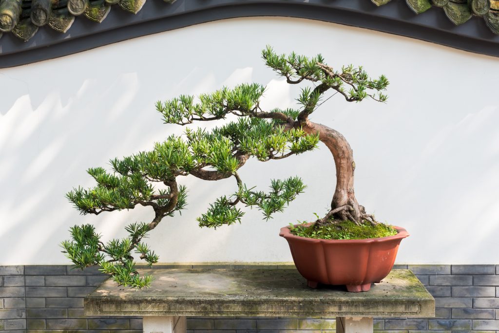 come curare un bonsai