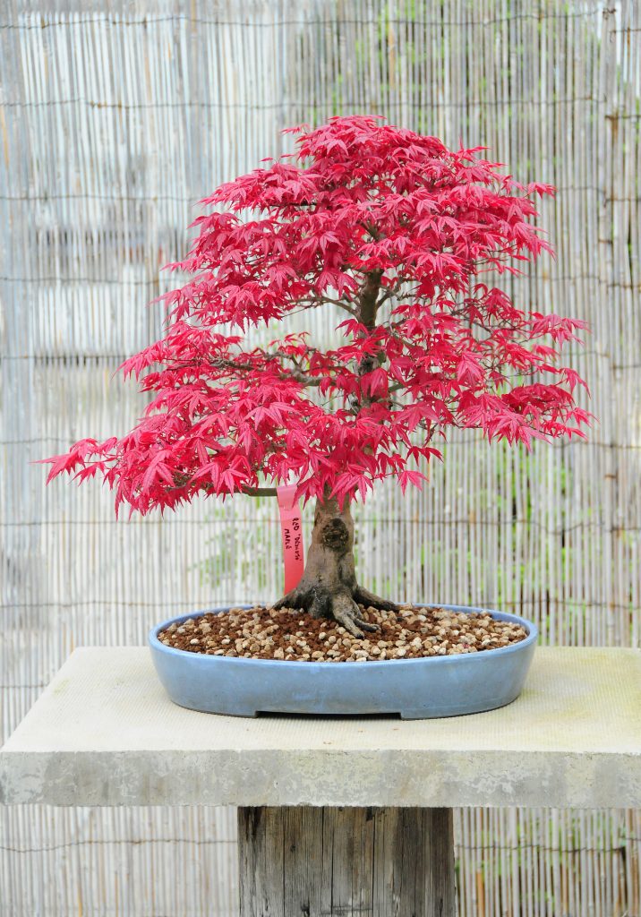 come curare un bonsai