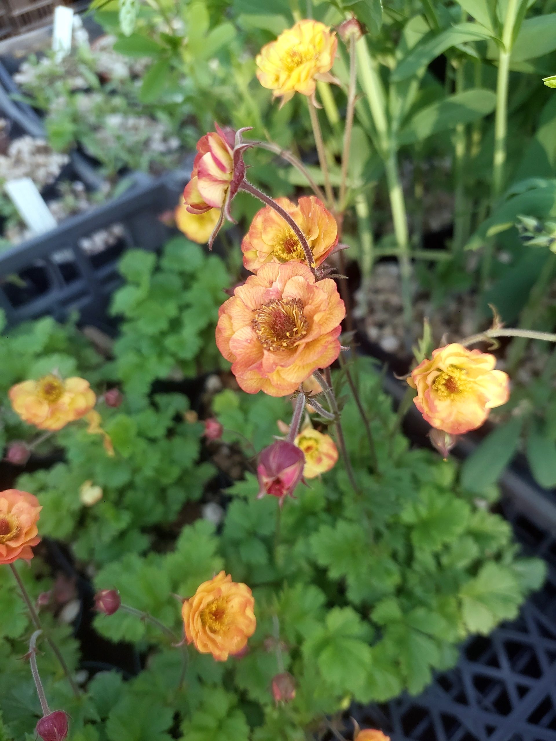 Geum 'Mai Tai'
