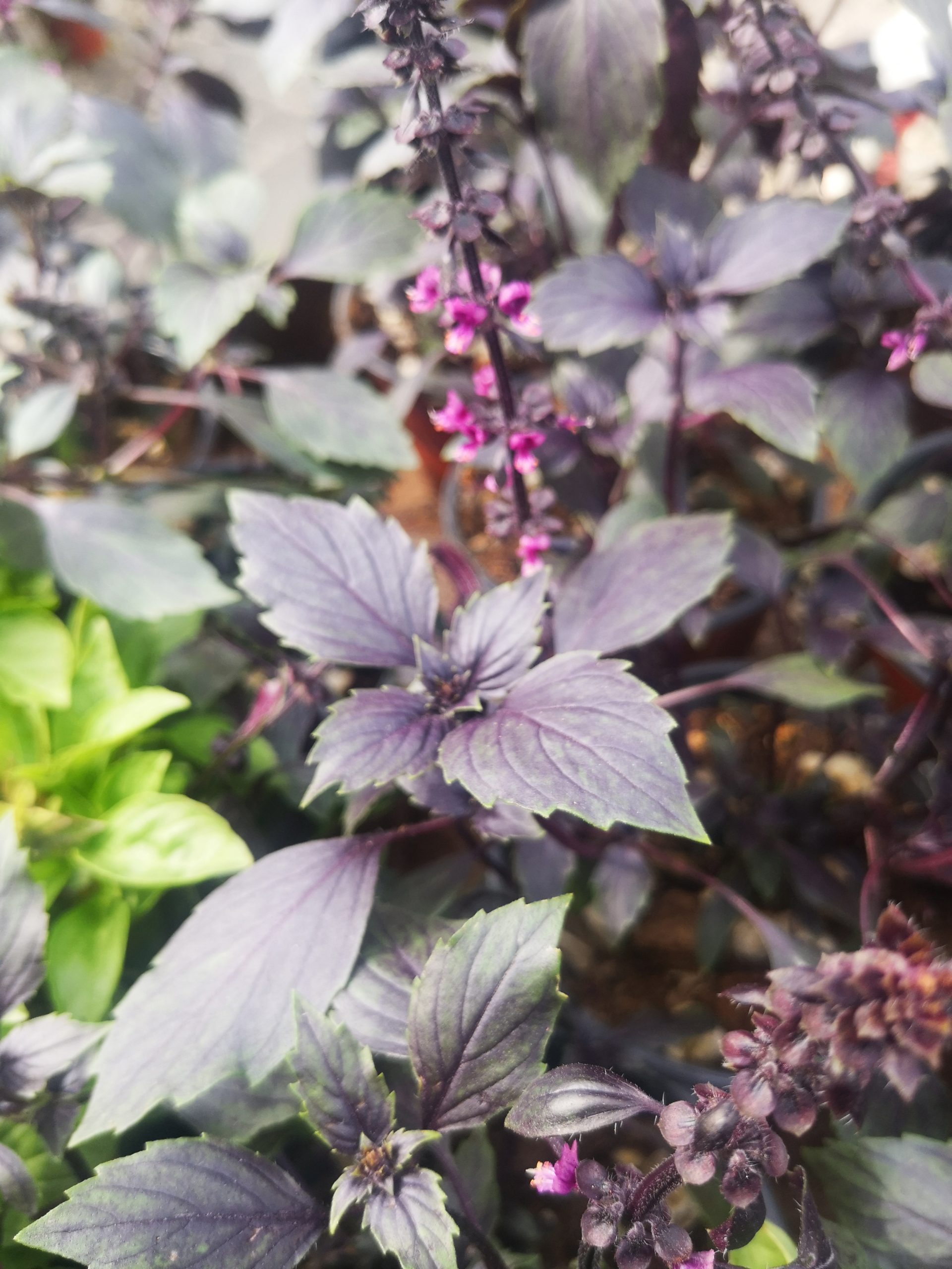Basilico porpora (Ocimum basilicum ‘Purple Ruffles’)