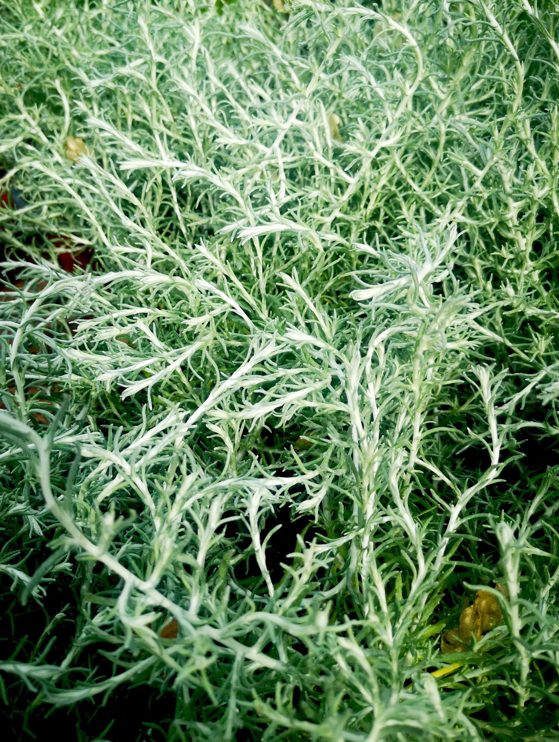 Elicriso o falso curry (Helichrysum italicum)