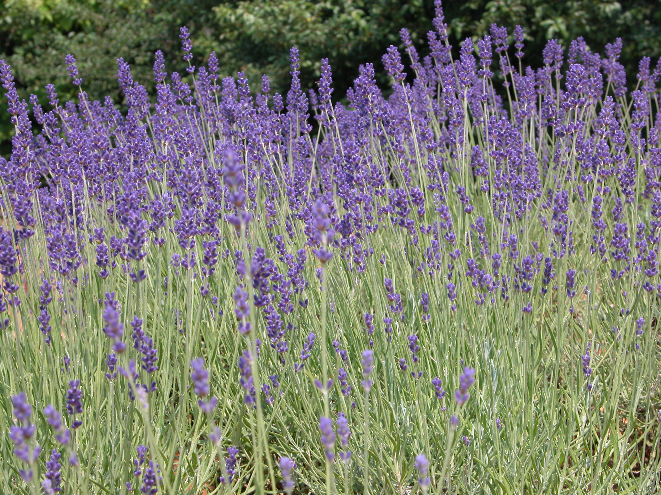 Lavandula angustifolia ‘Forever Blue’