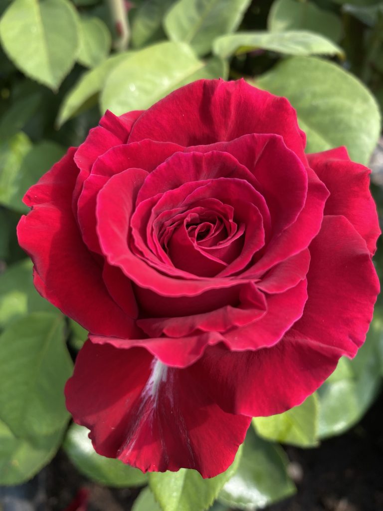 linguaggio dei fiori San Valentino